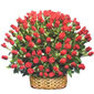 Rose To Thailand