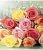Rose Delivery Thailand